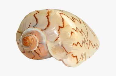 What is Windows Shell Experience Host in Windows 10?