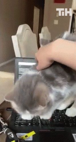 cat walking on laptop keyboard - what to do?
